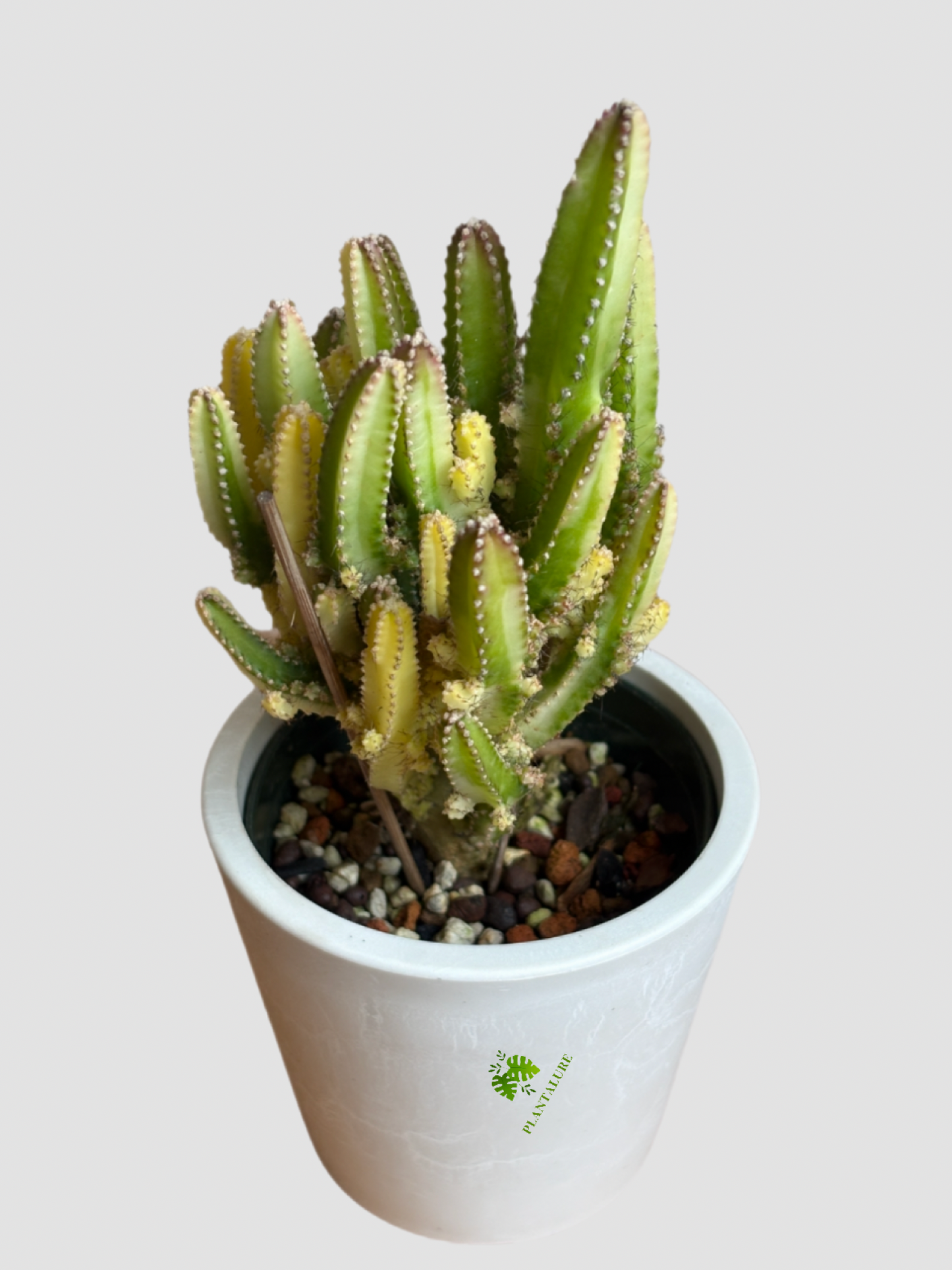 Variegated Fairy Castle Cactus