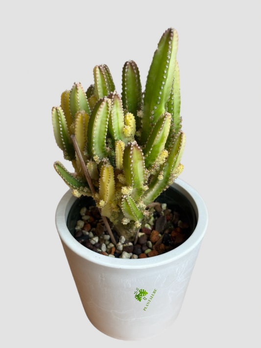 Variegated Fairy Castle Cactus with green and creamy yellow castle-like stems, small white spines - Plantalure 