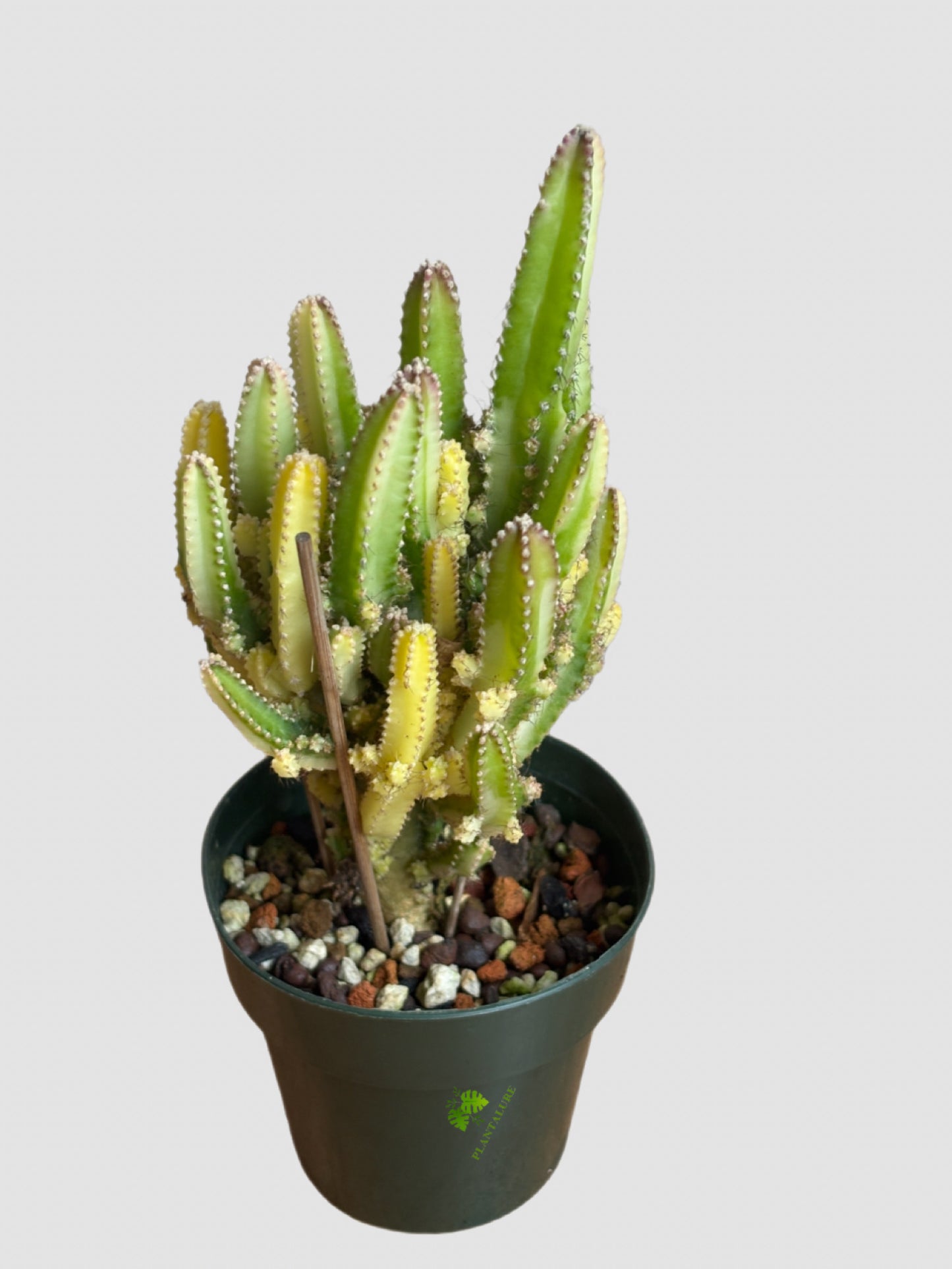 Variegated Fairy Castle Cactus