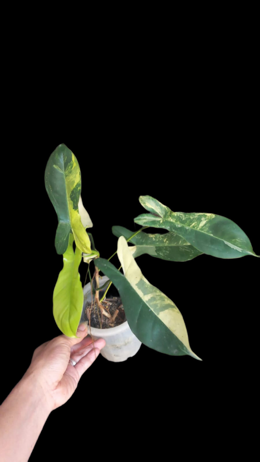 Philodendron Florida Beauty × Tortum Variegated with deeply divided leaves and cream-white variegation growing indoor - Plantalure