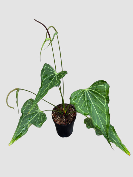 Rare Anthurium Delta Force featuring large velvety foliage, striking silver-white veins, and an elegant collector growth habit.