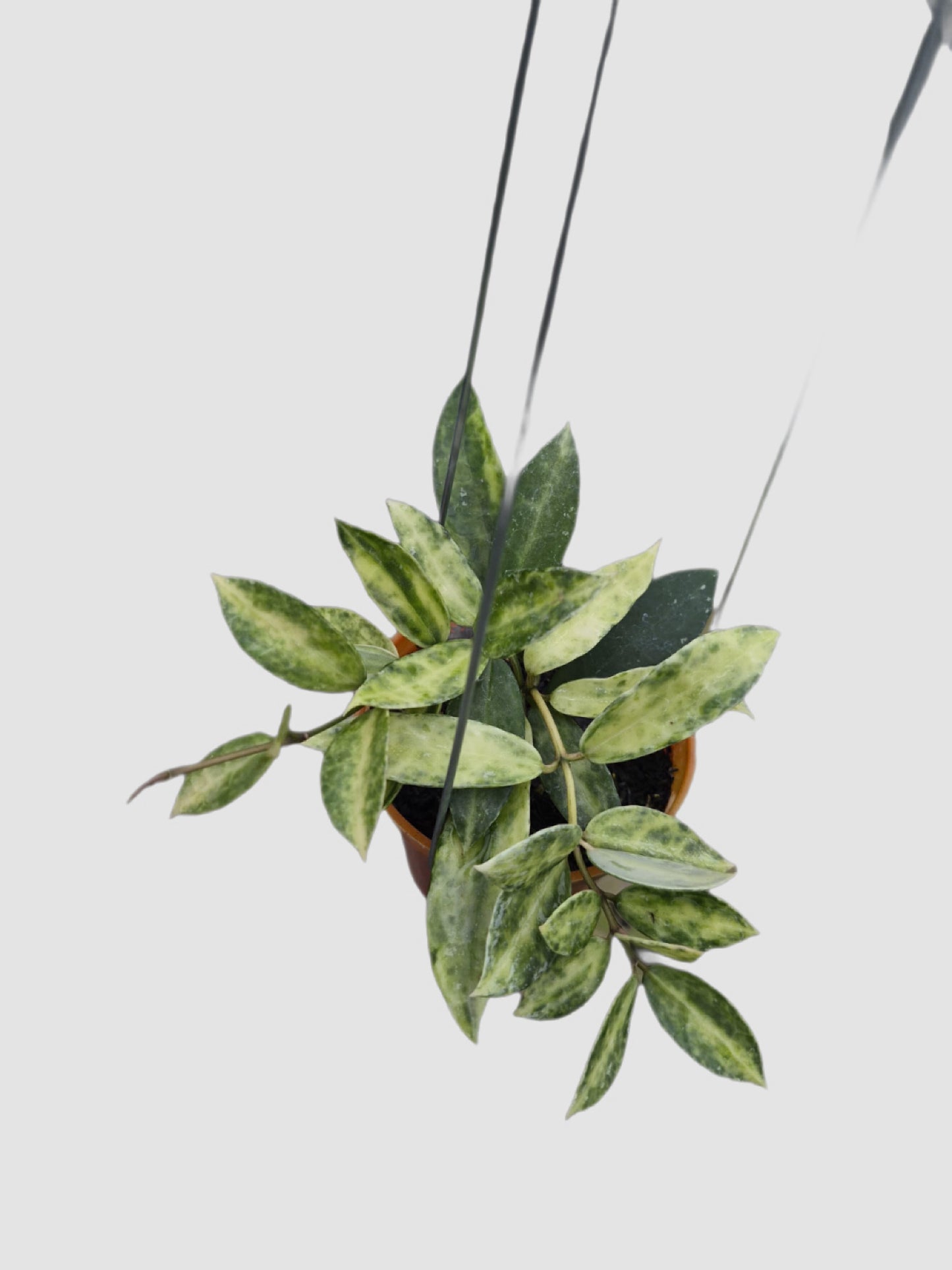 Hoya Lacunosa 'Peridot' – close-up of green and cream variegated trailing foliage, grown in Canada by Plantalure