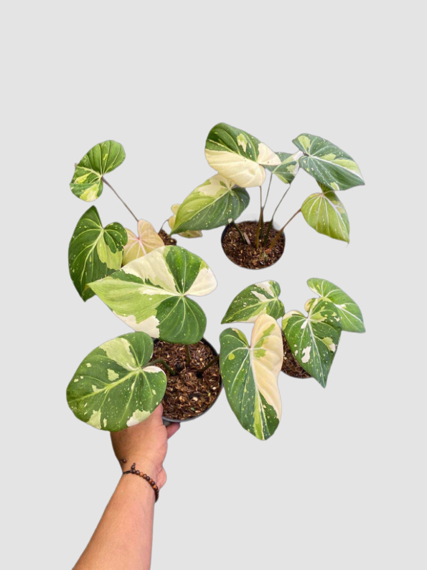 Philodendron Gloriosum Tricolor nursery pot – close-up of tricolor variegated foliage with cream and green tones, grown in Canada by Plantalure
