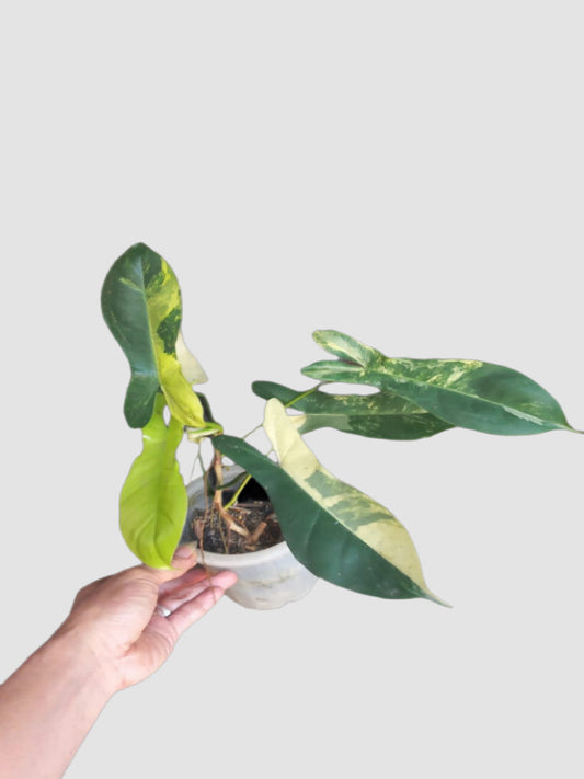 Philodendron Florida Beauty x Paraiso Verde