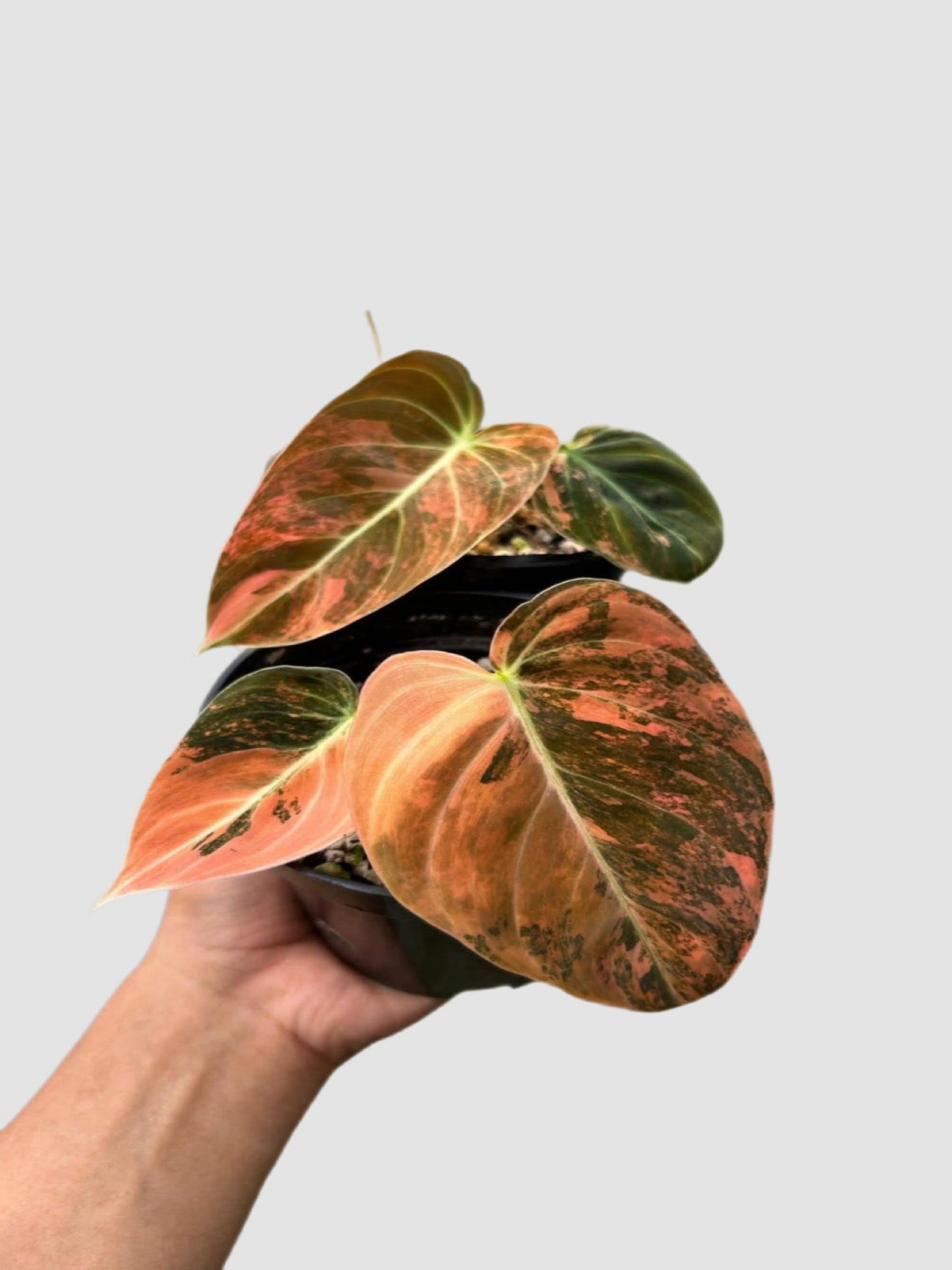 Philodendron Melanochrysum Orange Variegated – close-up of orange-toned velvety variegated foliage, grown in Canada by Plantalure