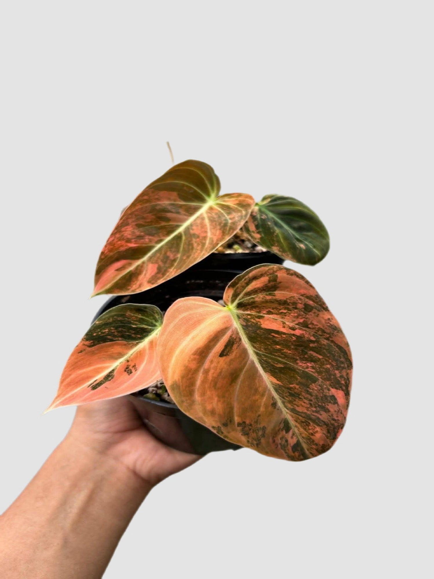 Philodendron Melanochrysum Orange Variegated – close-up of orange-toned velvety variegated foliage, grown in Canada by Plantalure