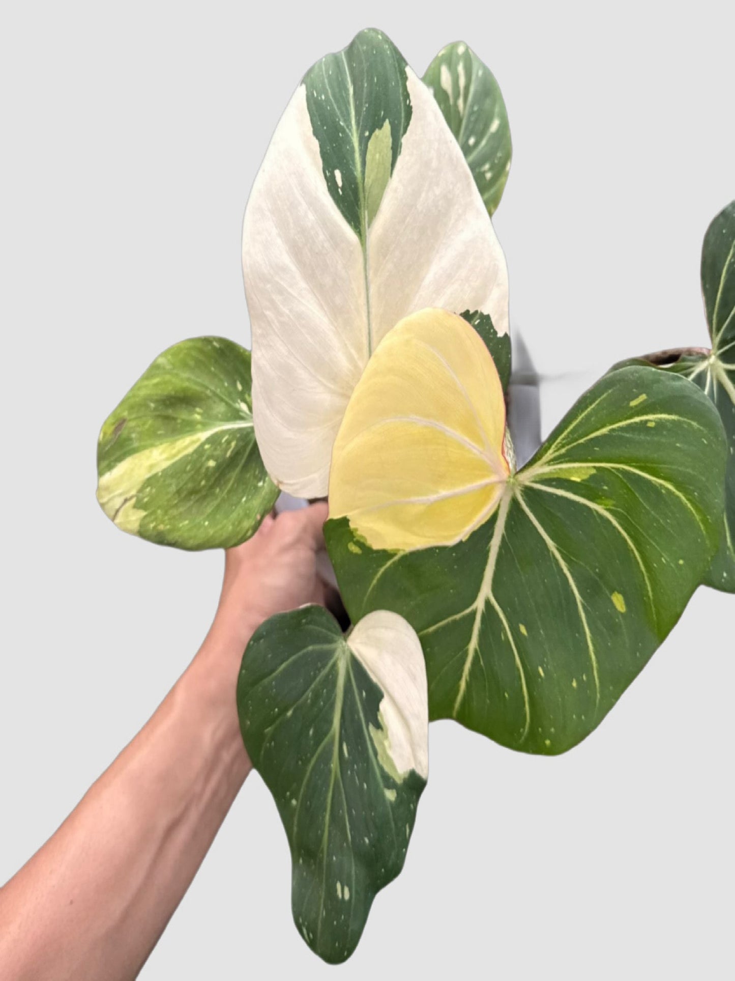 Philodendron Gloriosum Tricolor – close-up of tricolor variegated foliage with cream and green tones, grown in Canada by Plantalure