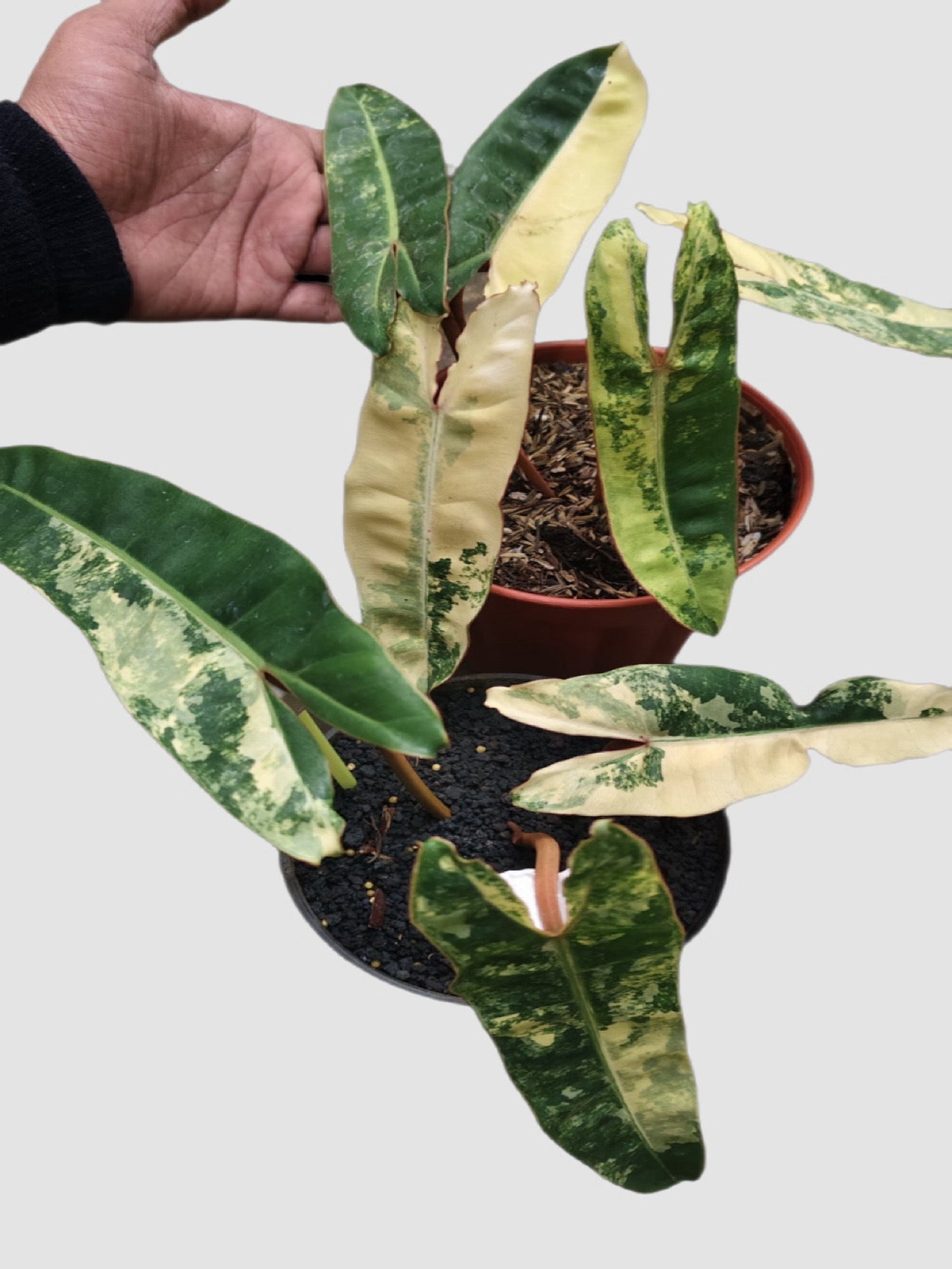 Philodendron Billietiae Variegated – close-up of cream and green variegated foliage in nursery pot, grown in Canada by Plantalure