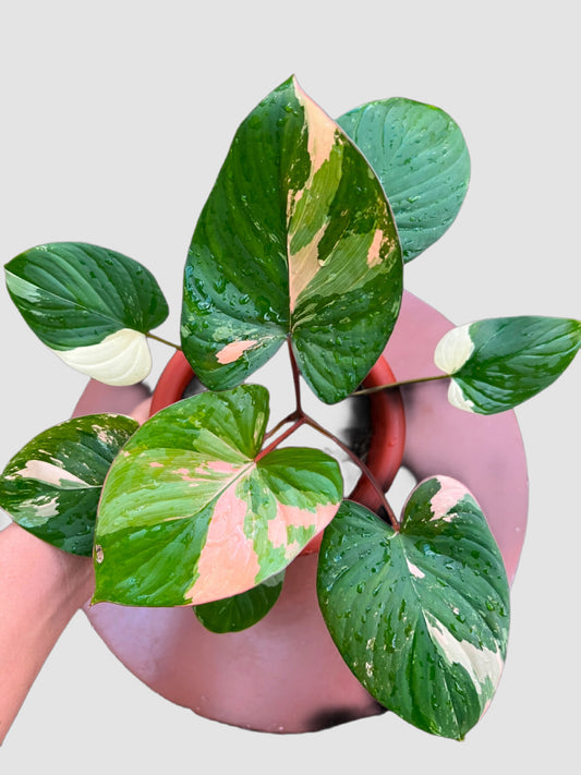 Homalomena rubescens ‘Pink’ – close-up of pink stems and leaf texture, grown in Canada by Plantalure