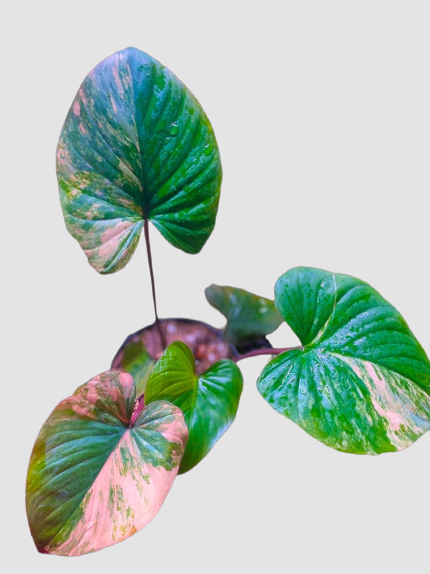 Homalomena rubescens 'Pink' – close-up of pink and green variegated leaves, grown in Canada by Plantalure