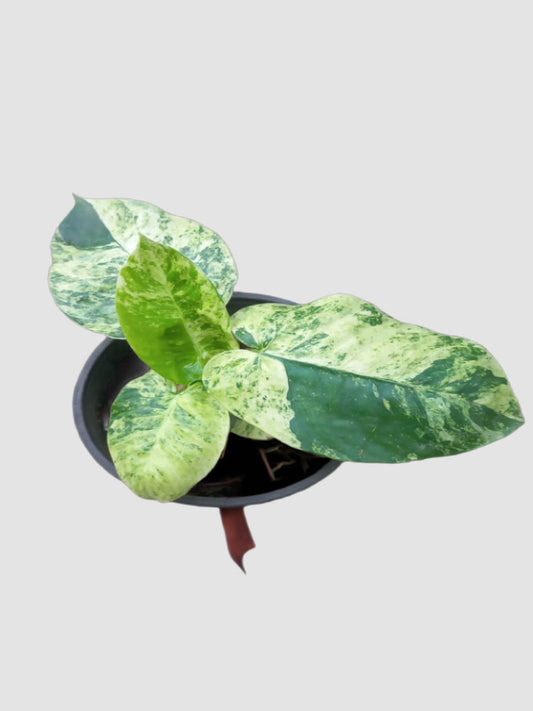 Philodendron Florida Beauty x Paraiso Verde – close-up of speckled cream variegated leaves, grown in Canada by Plantalure
