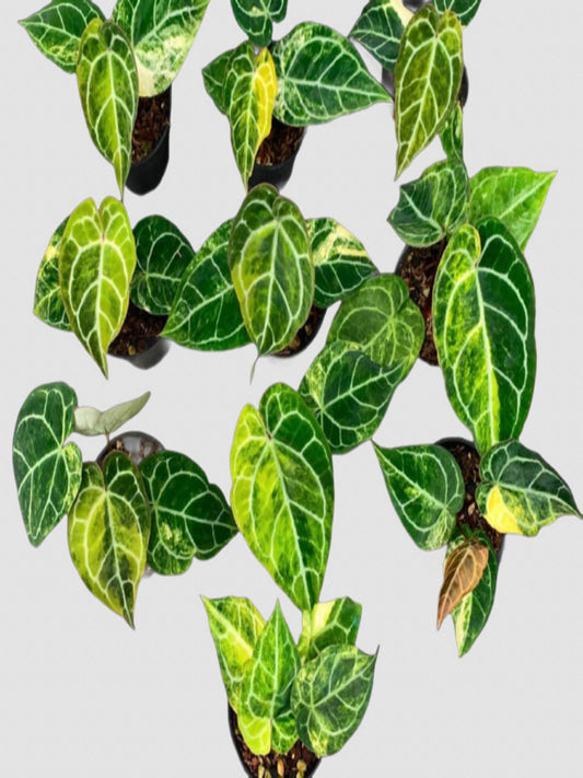 Ten Anthurium Crystallinum Variegated plants with velvety heart-shaped leaves, bright white veins, and creamy variegation.
