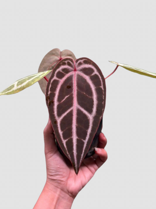 Anthurium Red Crystallinum × Michelle with velvety heart-shaped leaves, striking veins, and rich red-toned new growth.