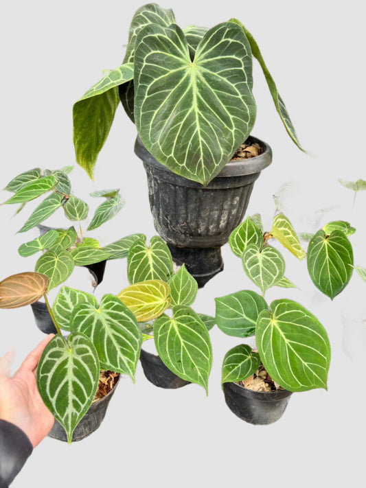 Anthurium King of Spades HU with dark velvety heart-shaped leaves and prominent silver veining.