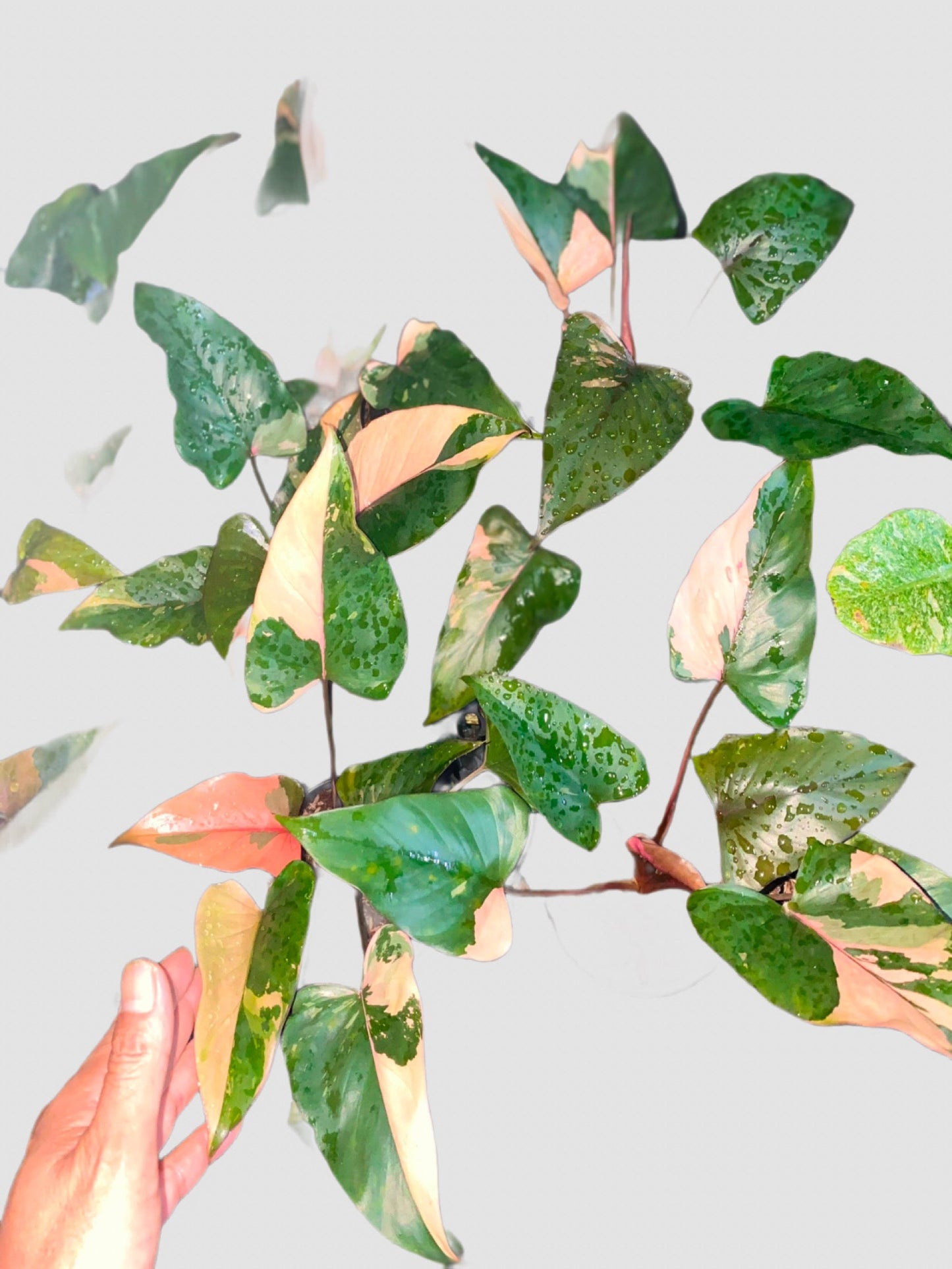 Homalomena Pink Diamond with variegated green leaves, pink stems, and a compact tropical growth habit.