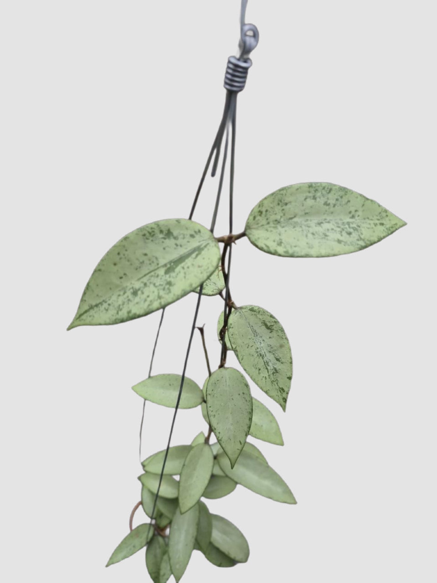 Hoya Snow Cui Silver – close-up of silver-dusted green trailing foliage, grown in Canada by Plantalure