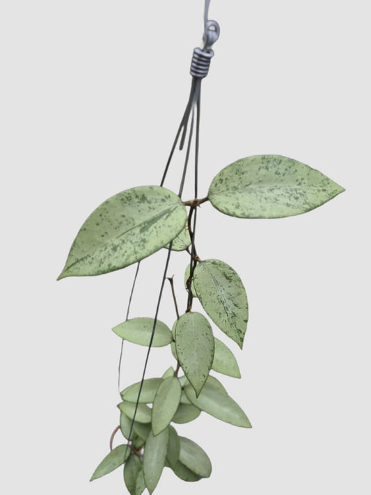 Hoya Snow Cui Silver – close-up of silver-dusted green trailing foliage, grown in Canada by Plantalure