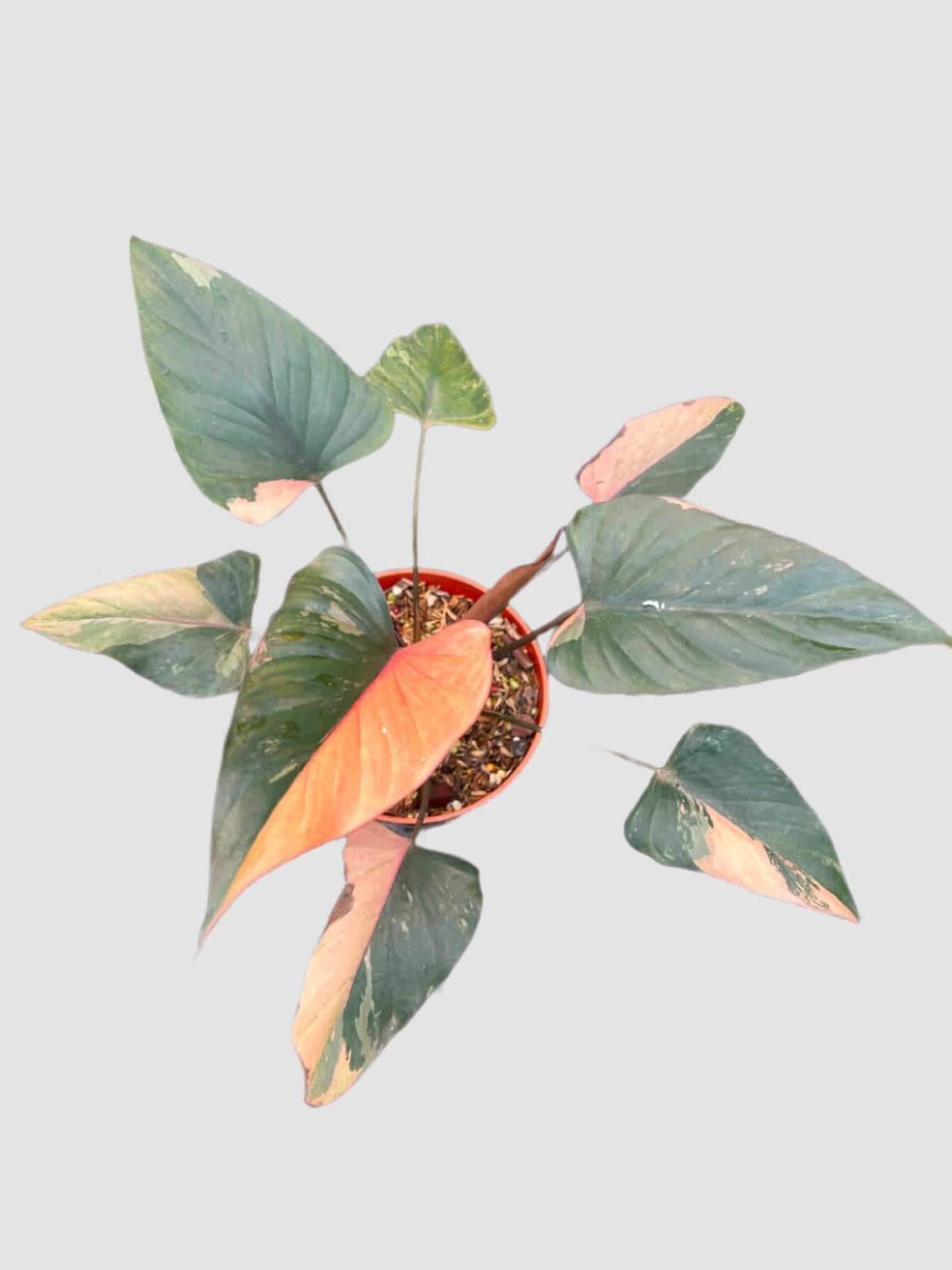 Homalomena Pink Diamond – close-up of pink-toned variegated aroid foliage, grown in Canada by Plantalure