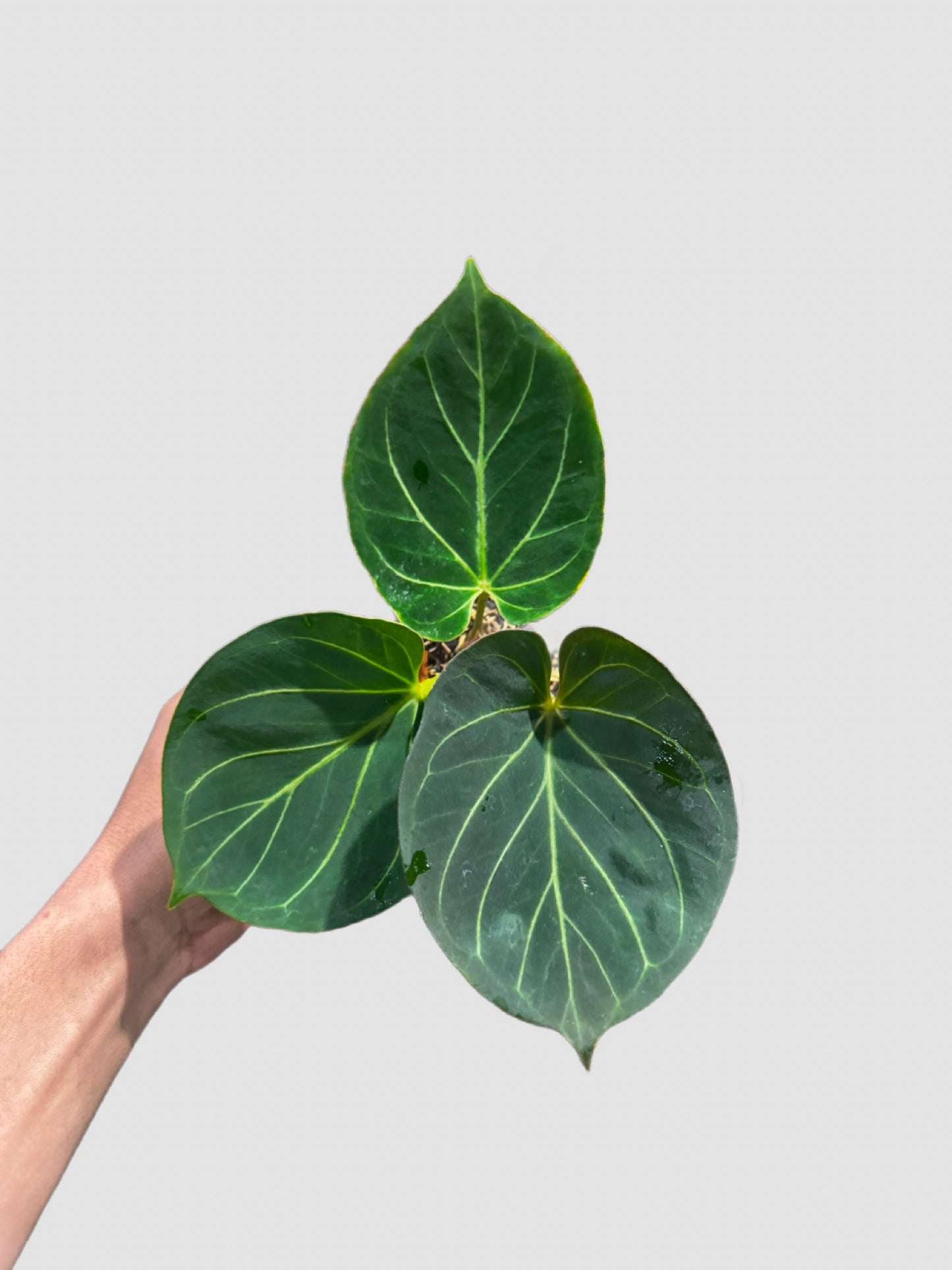 Homalomena Pink Diamond – close-up of pink-toned variegated aroid foliage, grown in Canada by Plantalure
