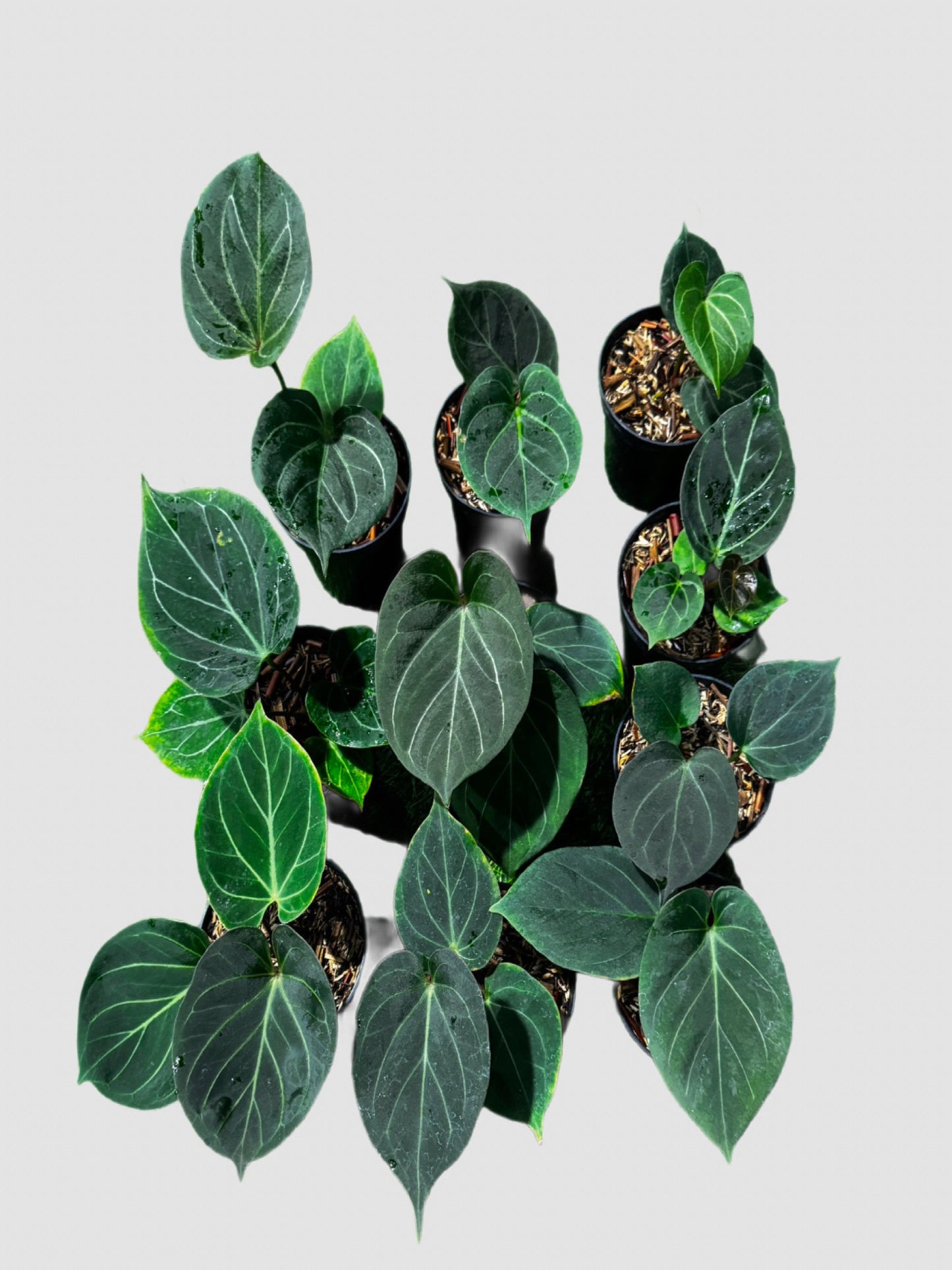 Rare Anthurium King of Spades featuring deep velvety foliage, striking silver veins, and a dramatic collector-worthy appearance.