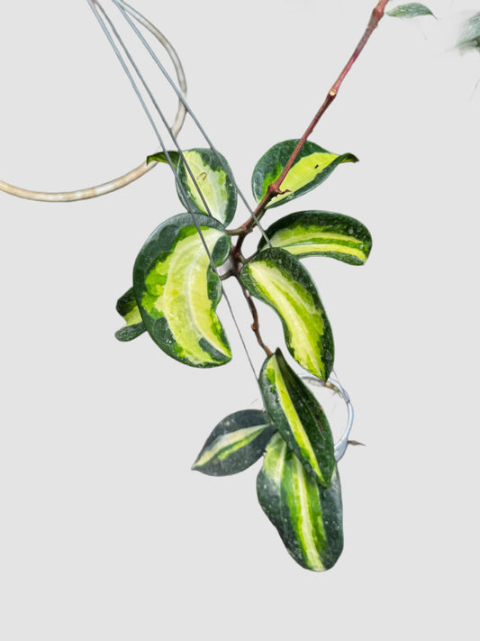 Hoya Latifolia Queensy – close-up of bright yellow-green variegated waxy foliage, grown in Canada by Plantalure