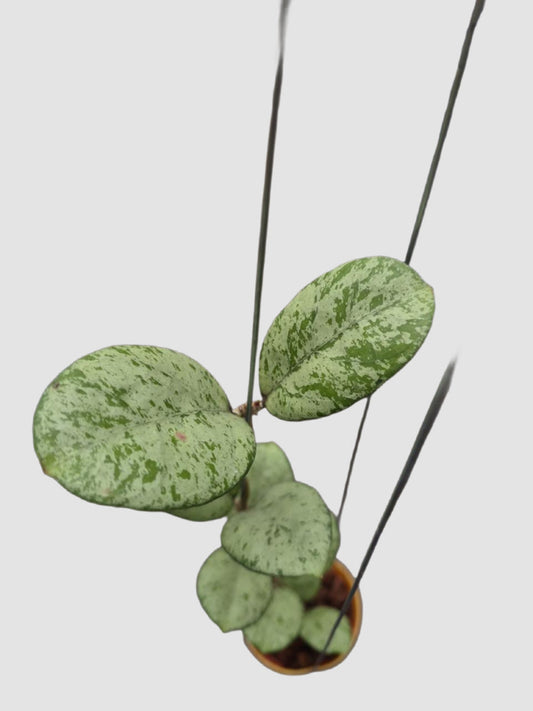 Hoya Meena Silver – close-up of silver-speckled round waxy leaves, grown in Canada by Plantalure