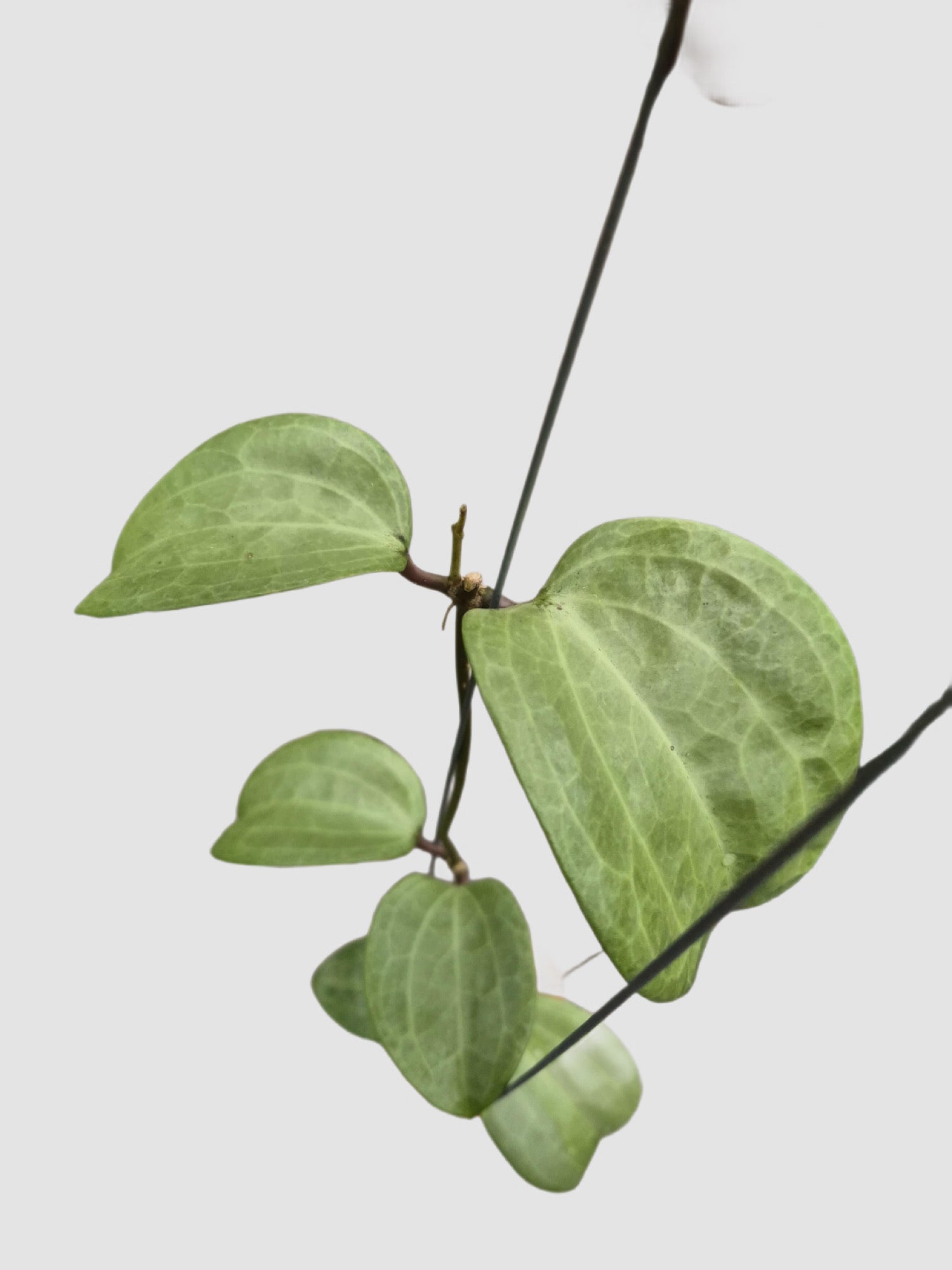 Hoya Latifolia Silver Flecks – close-up of green trailing foliage with silver flecking, grown in Canada by Plantalure
