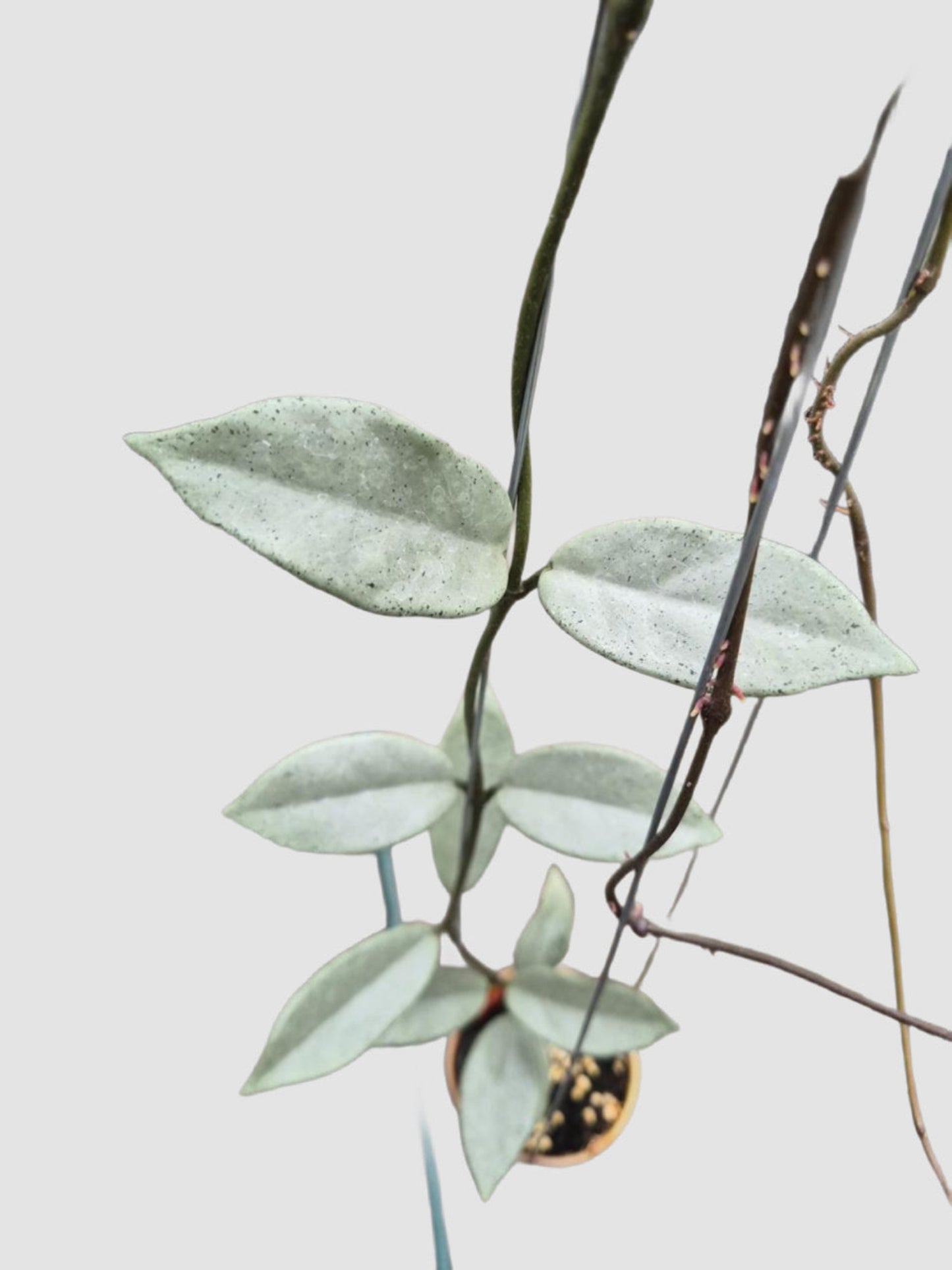 Hoya Carnosa Wilbur Graves Silver – close-up of silver-dusted green waxy trailing foliage, grown in Canada by Plantalure