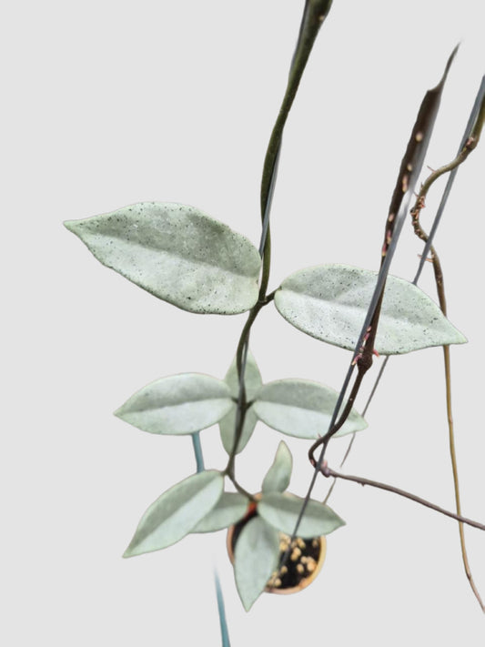 Hoya Carnosa Wilbur Graves Silver – close-up of silver-dusted green waxy trailing foliage, grown in Canada by Plantalure
