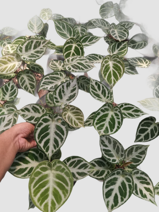 Anthurium Dorayaki Silver with round silvery leaves, prominent veining, and a compact growth habit.
