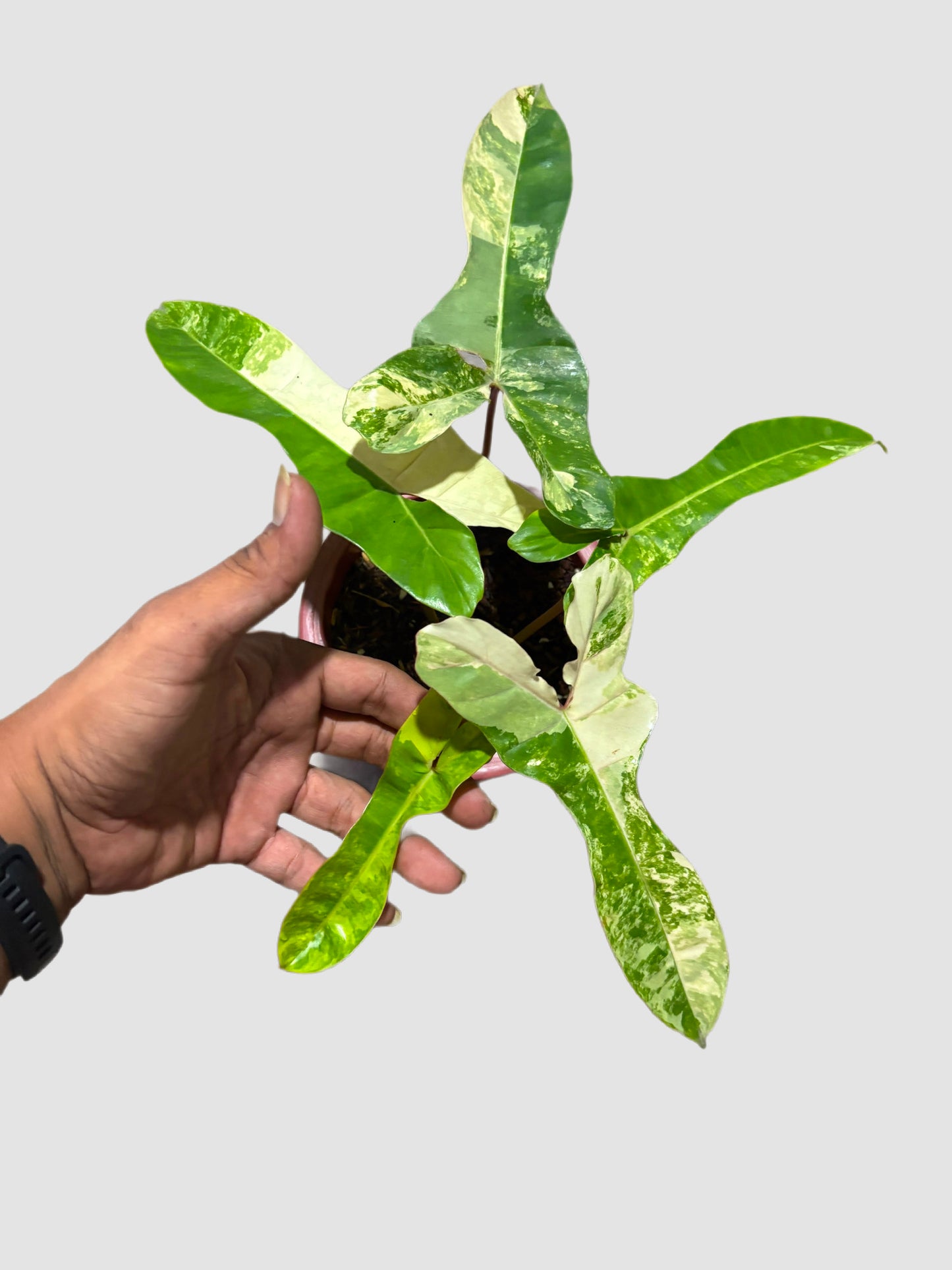 Philodendron Jennifer