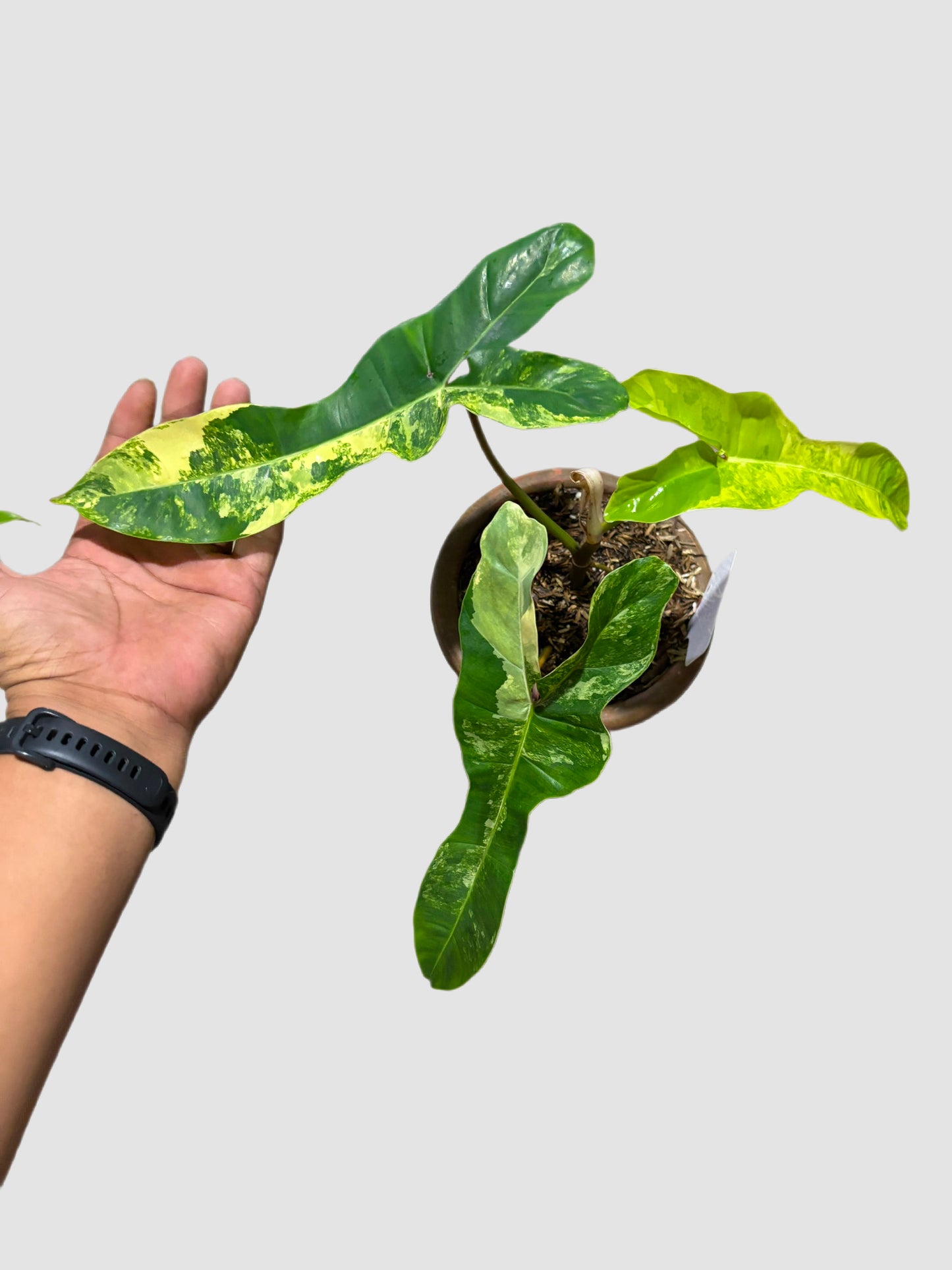 Philodendron Jennifer