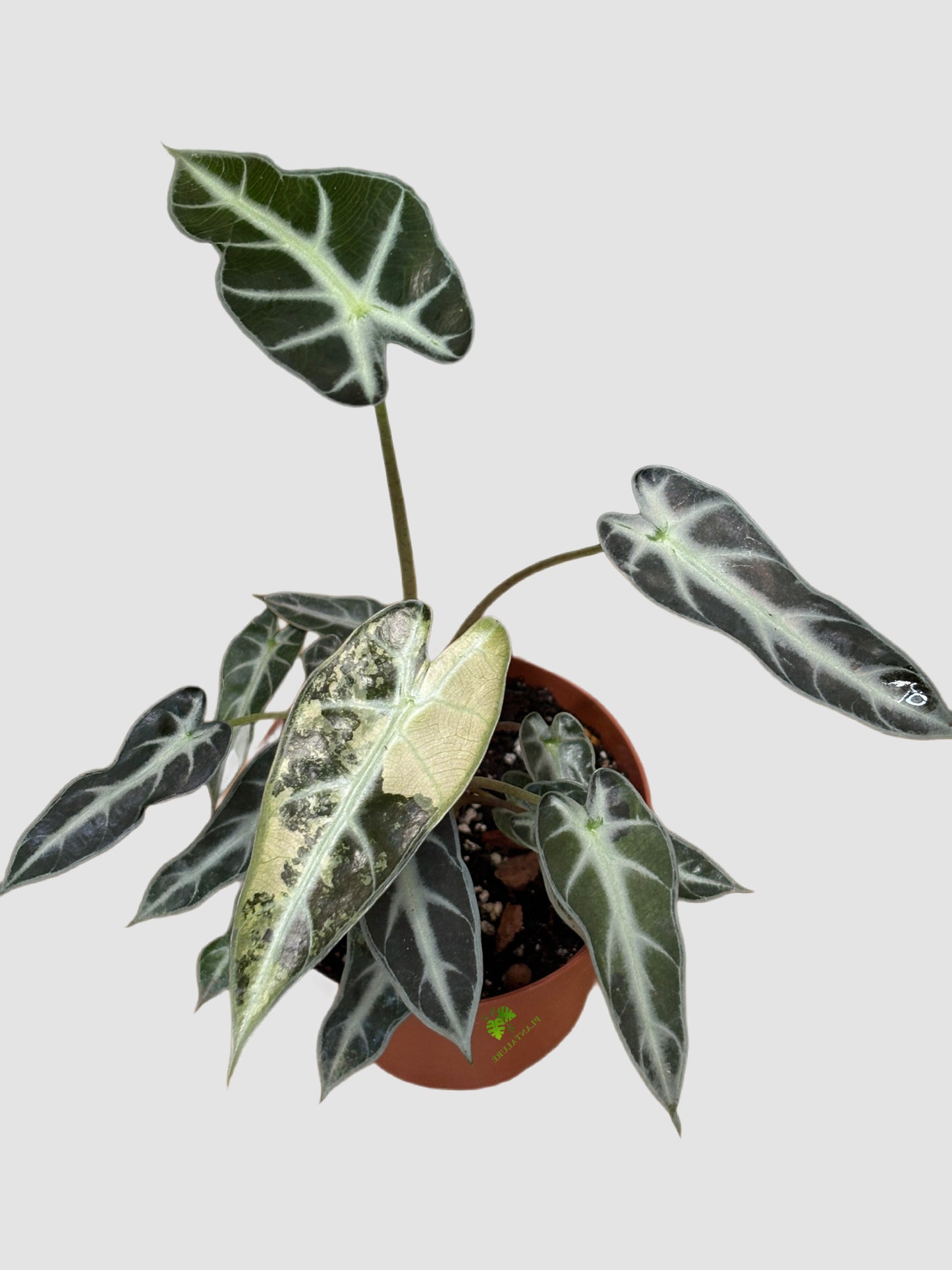 Alocasia Bambino Mutant