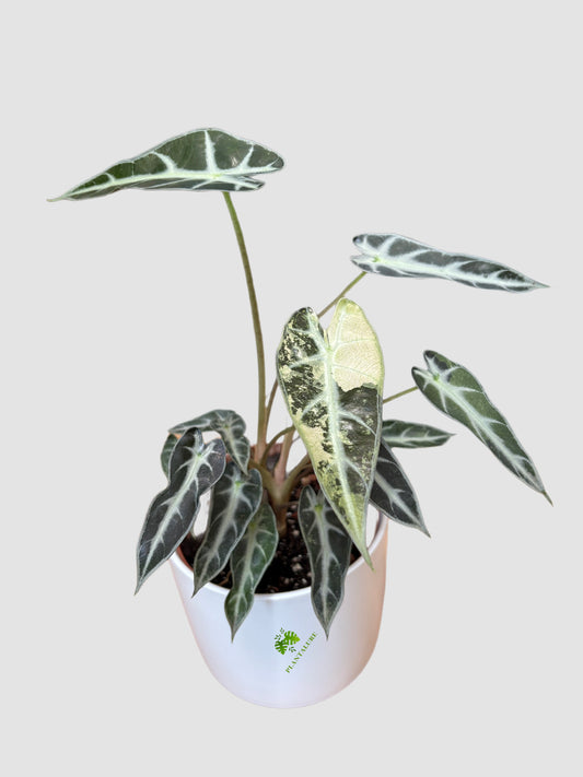Alocasia Bambino Mutant
