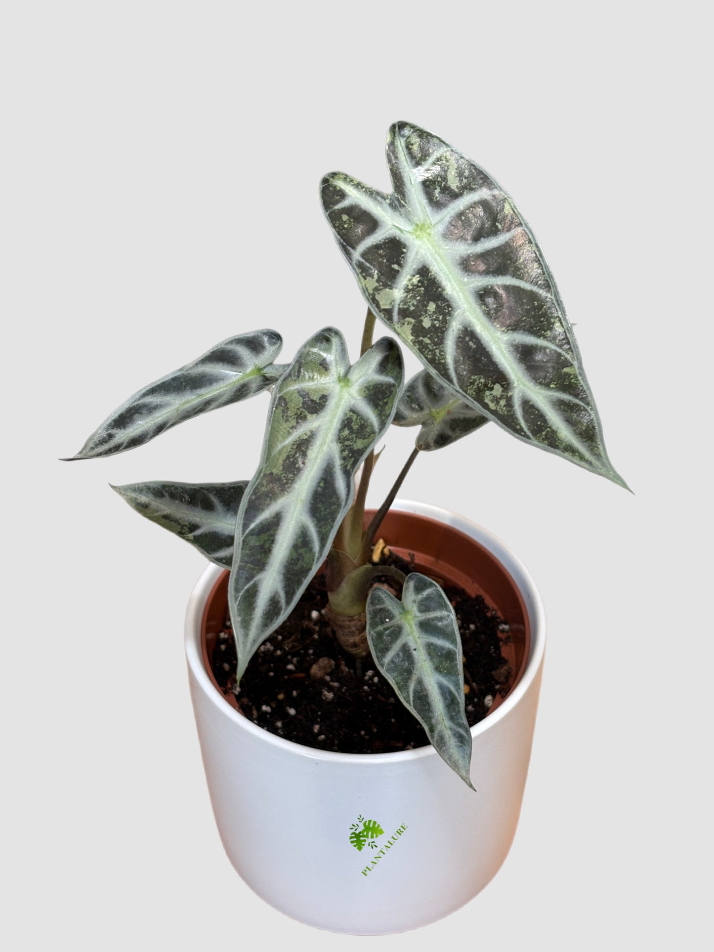Alocasia Bambino Mutant