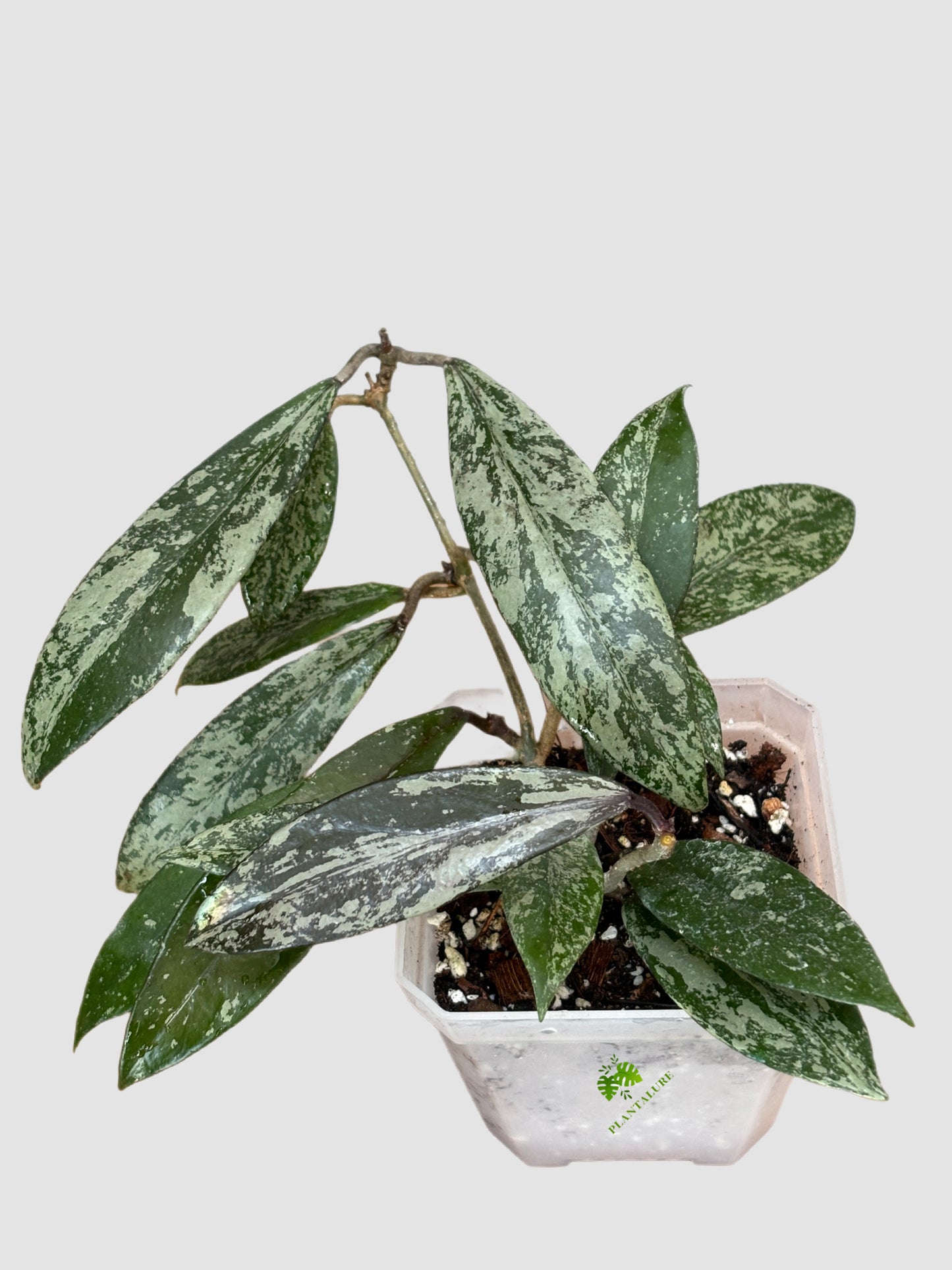 Hoya pubicalyx Silver Splash
