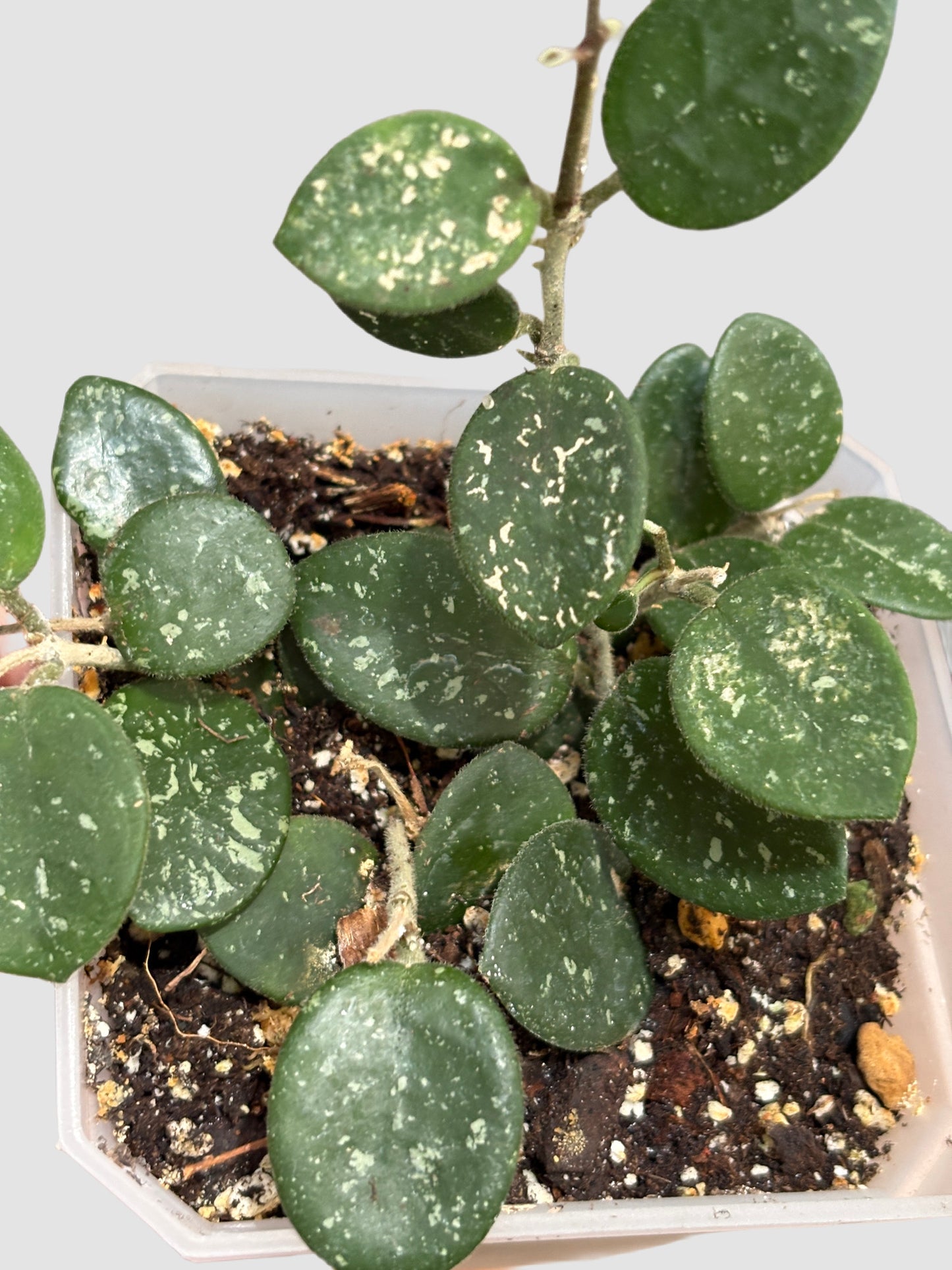 Hoya Mathilde Silver Splash