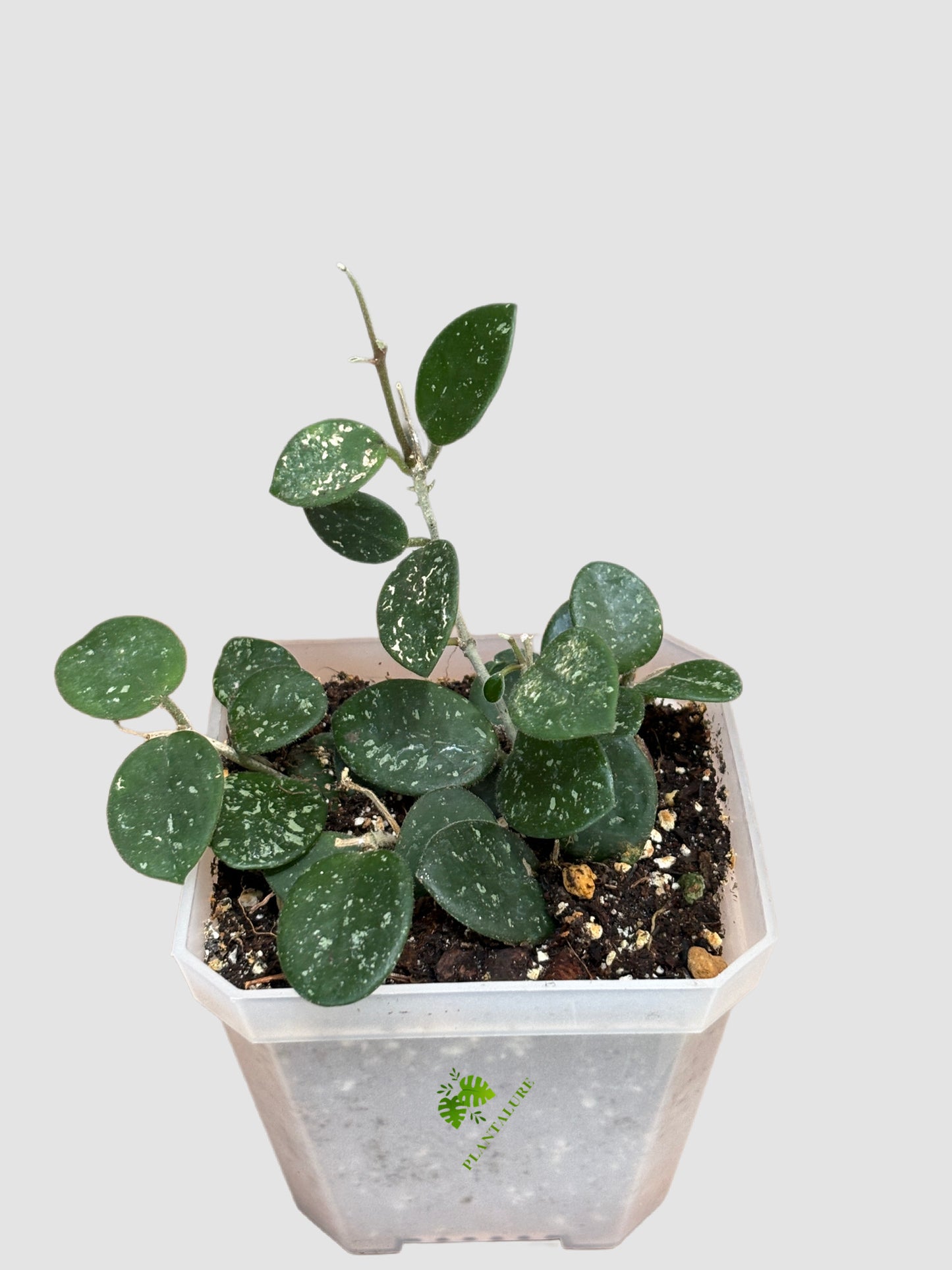 Hoya Mathilde Silver Splash
