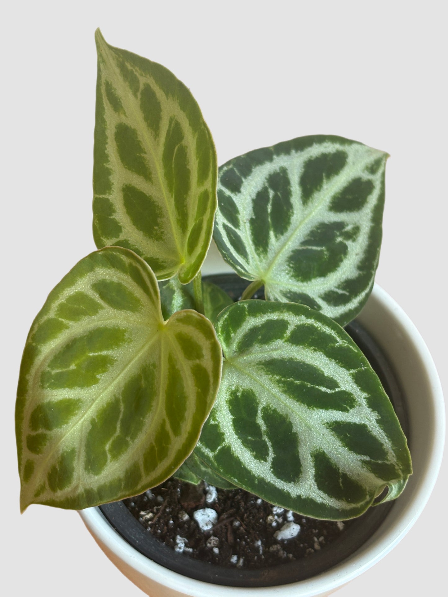 Anthurium Crystallinum Silver Blush