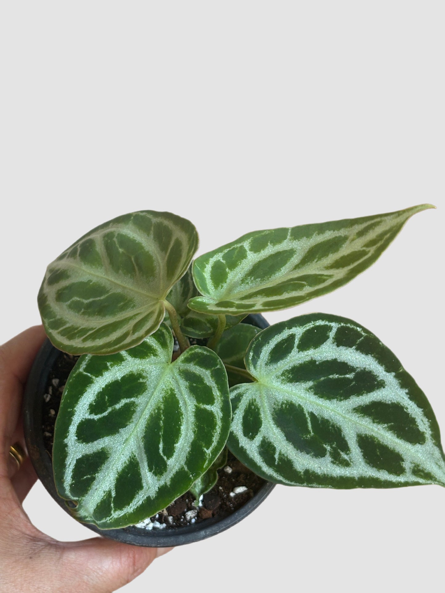 Anthurium Crystallinum Silver Blush