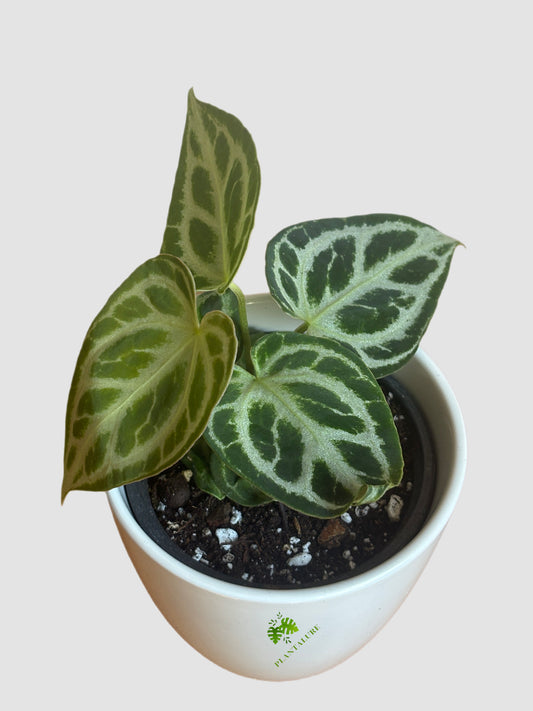 Anthurium Crystallinum Silver Blush