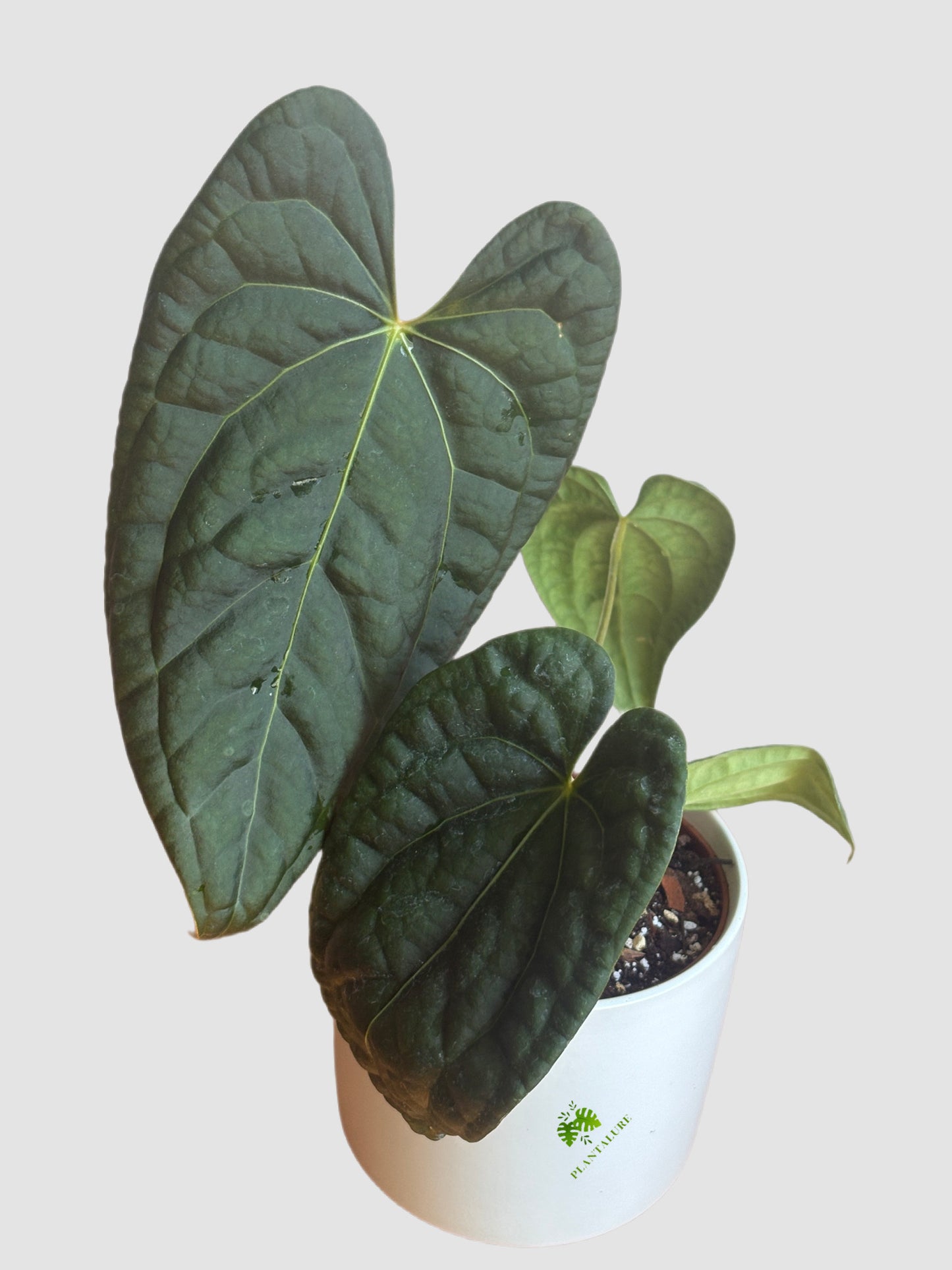 Anthurium Luxurians Dark Form – deeply textured dark foliage, grown in Canada by Plantalure
