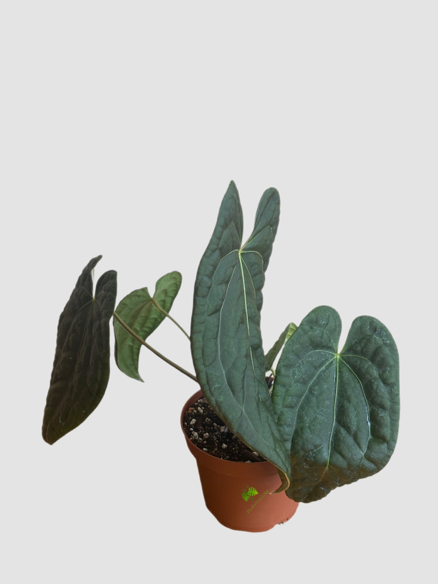 Anthurium Luxurians Dark Form – glossy quilted leaves with rich dark tones, grown in Canada by Plantalure