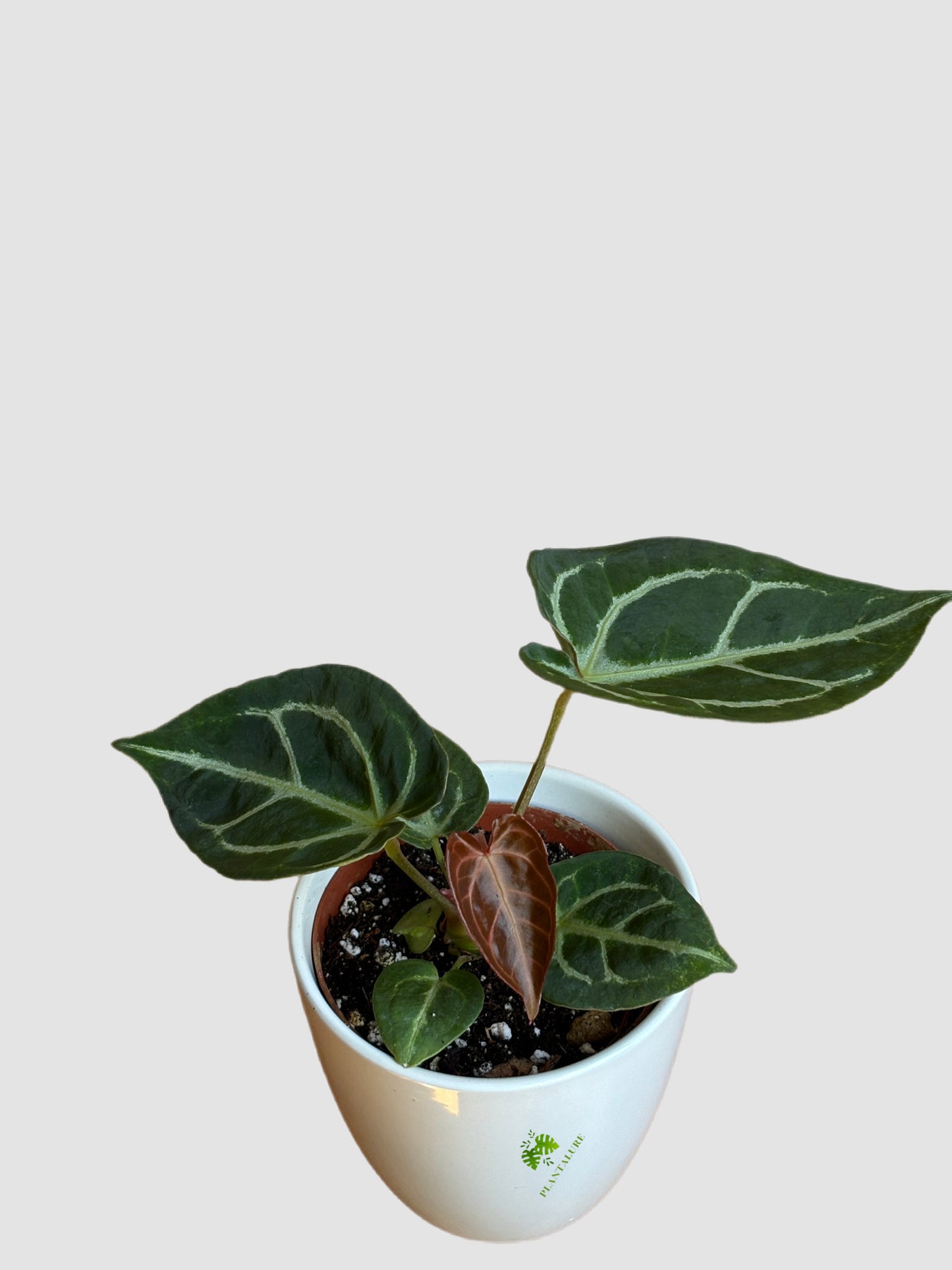 Anthurium Red Crystallinum