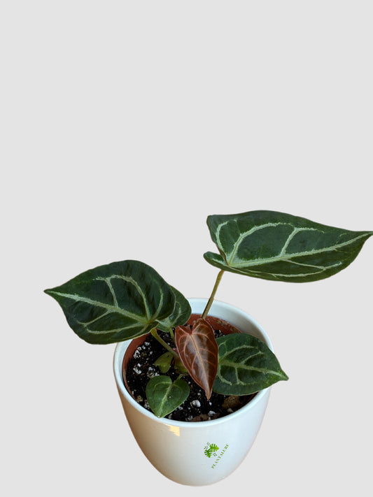 Anthurium Red Crystallinum