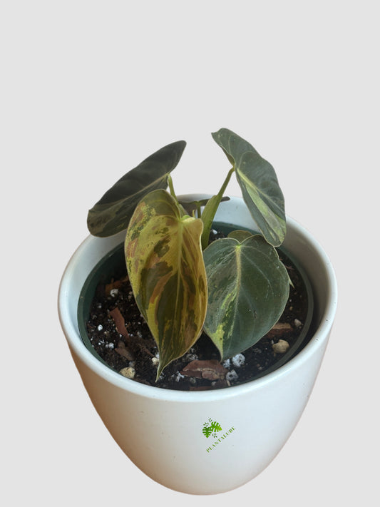 velvety dark green heart-shaped leaves with cream-yellow variegation