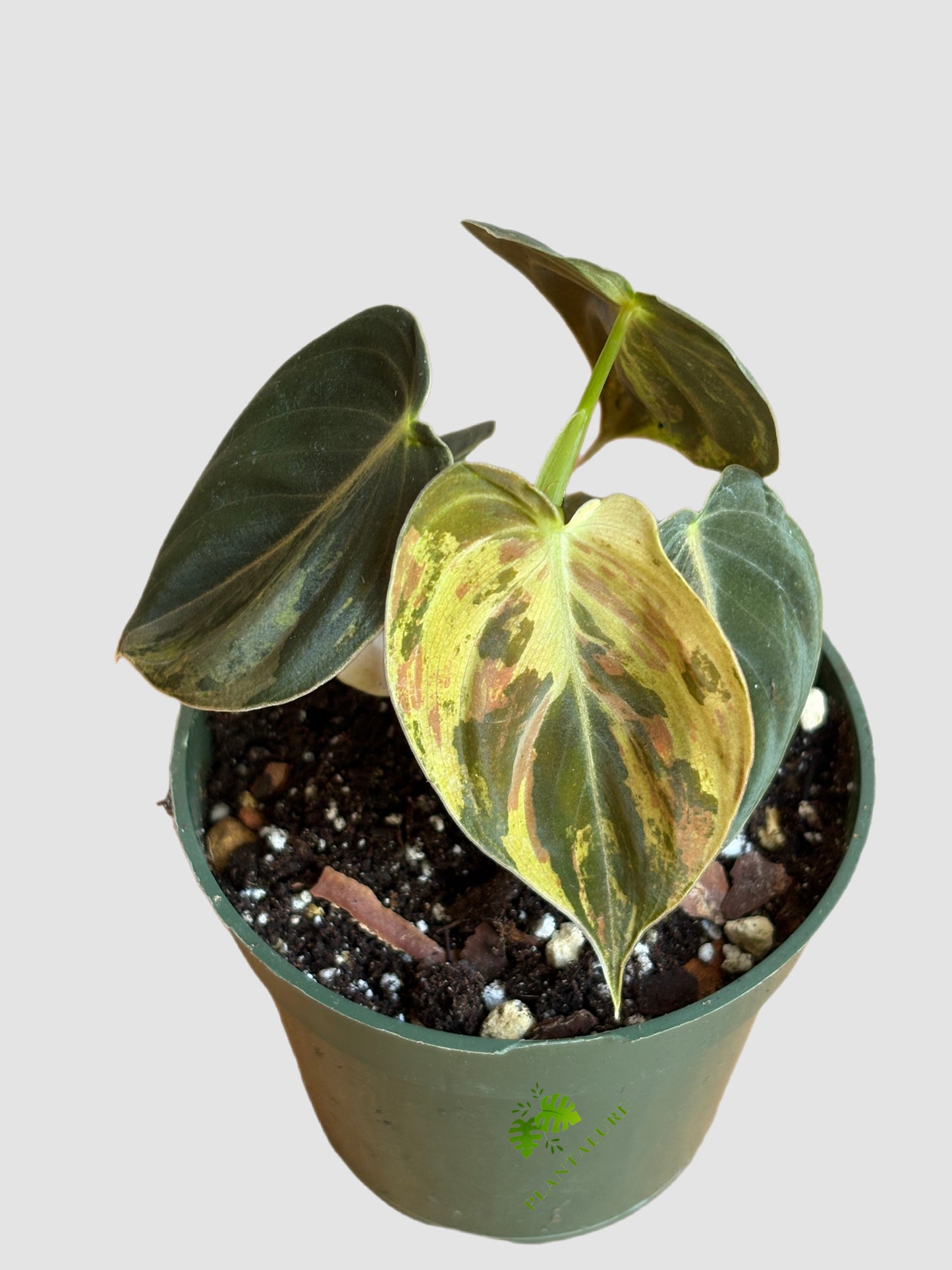 Philodendron Melanochrysum Variegated with velvety heart-shaped leaves and cream-yellow variegation