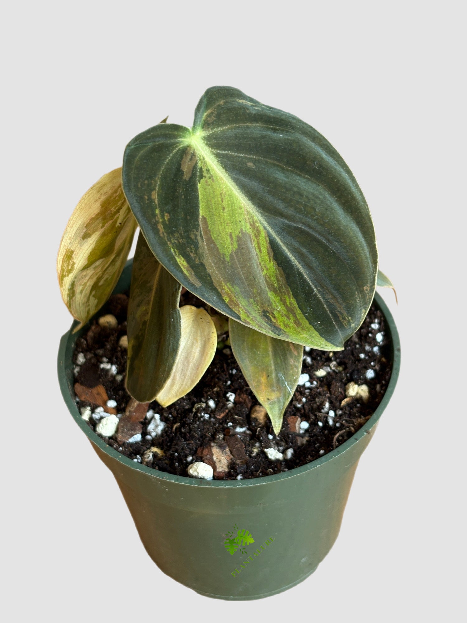 Top view of Philodendron Melanochrysum Variegated showing variegated velvet foliage
