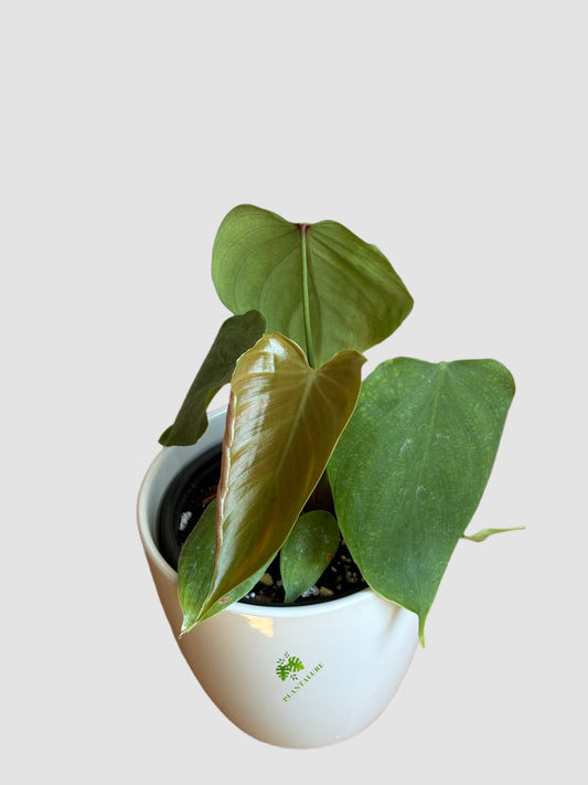 Philodendron Lynamii