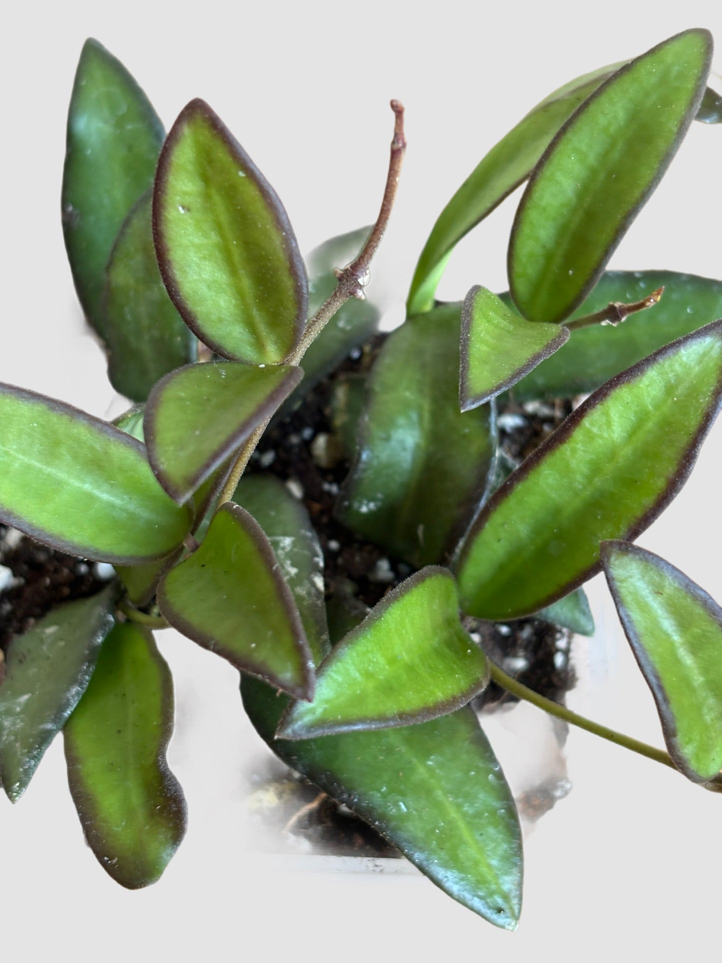 Hoya Rosita – close-up of glossy leaves with vibrant red margins, grown in Canada by Plantalure